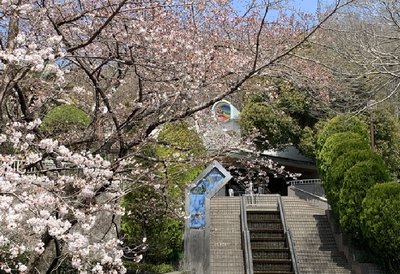 🌸 사츠키 산 녹지 도시녹화 식물원 (사츠키야마 료쿠치 토시료쿠카 쇼쿠부츠엔) 이미지 2